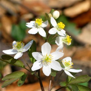 Isopyrum thalictroides. Tilaj, West Hungary, 2005-03-27.

Note: The central flower has a plus petal (6 instead of 5).