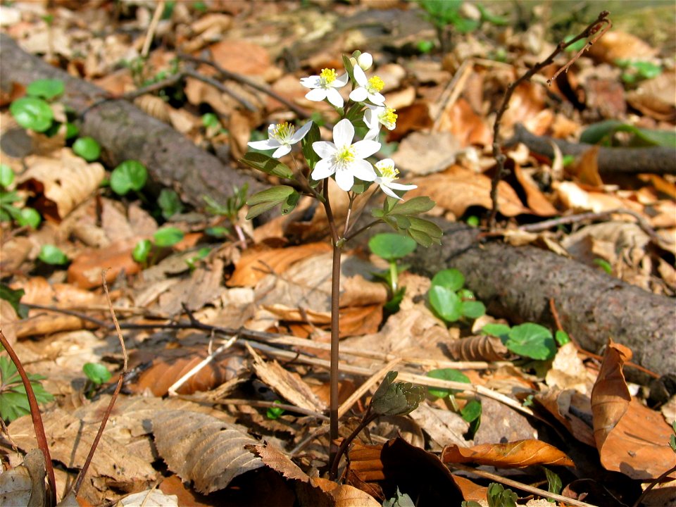 Isopyrum thalictroides. Tilaj, West Hungary, 2005-03-27.

Note: Some flowers have plus petals (6 instead of 5).