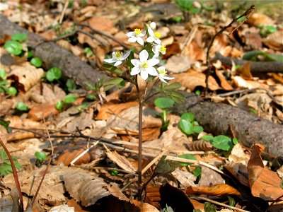 Isopyrum thalictroides. Tilaj, West Hungary, 2005-03-27.

Note: Some flowers have plus petals (6 instead of 5).