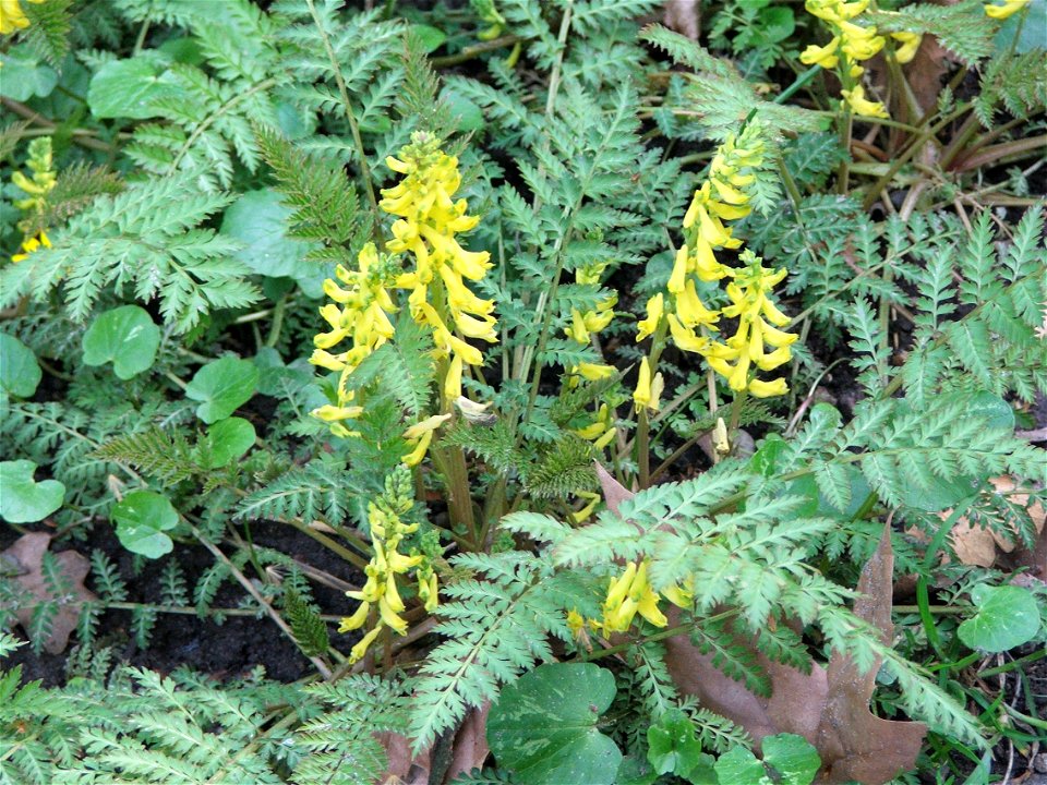 Corydalis cheilanthifolia, MTA Botanic Garden (Hungary)