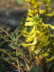 Corydalis cheilanthifolia, MTA Botanic Garden (Hungary)