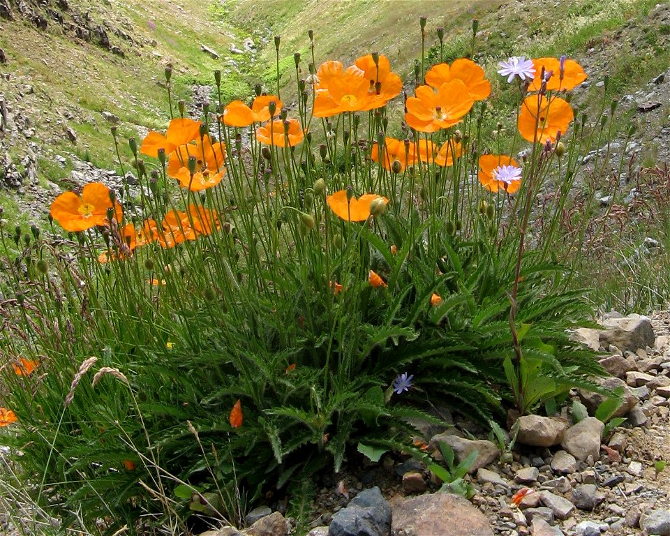 Papaver lateritium subsp. lateritium