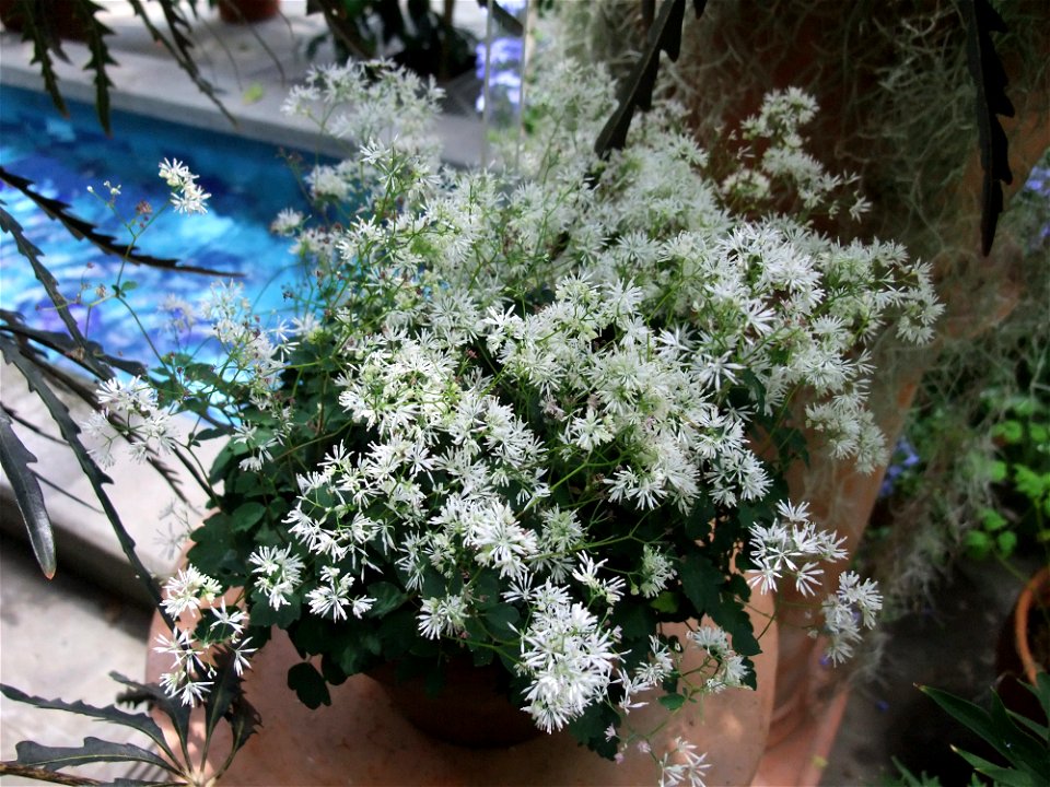 A photograph of Thalictrum kiusianum.