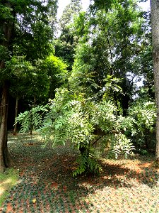Plant specimen in the Kunming Botanical Garden, Kunming, Yunnan, China.