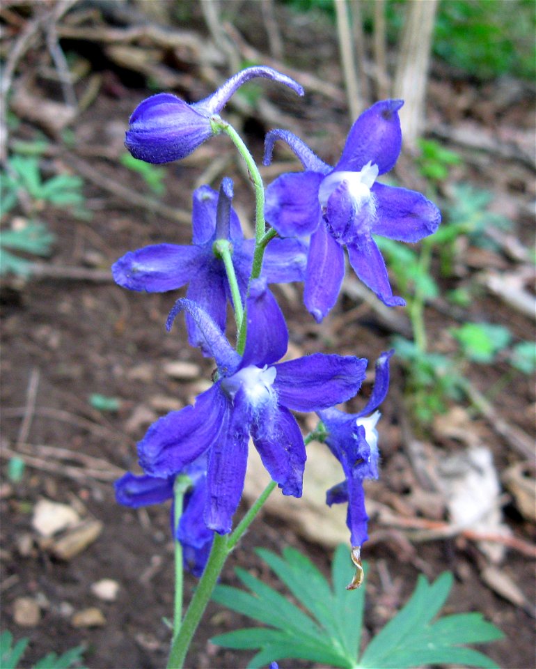 Delphinium tricorne, near the South Fork of the Licking River, Bourbon County, Kentucky.