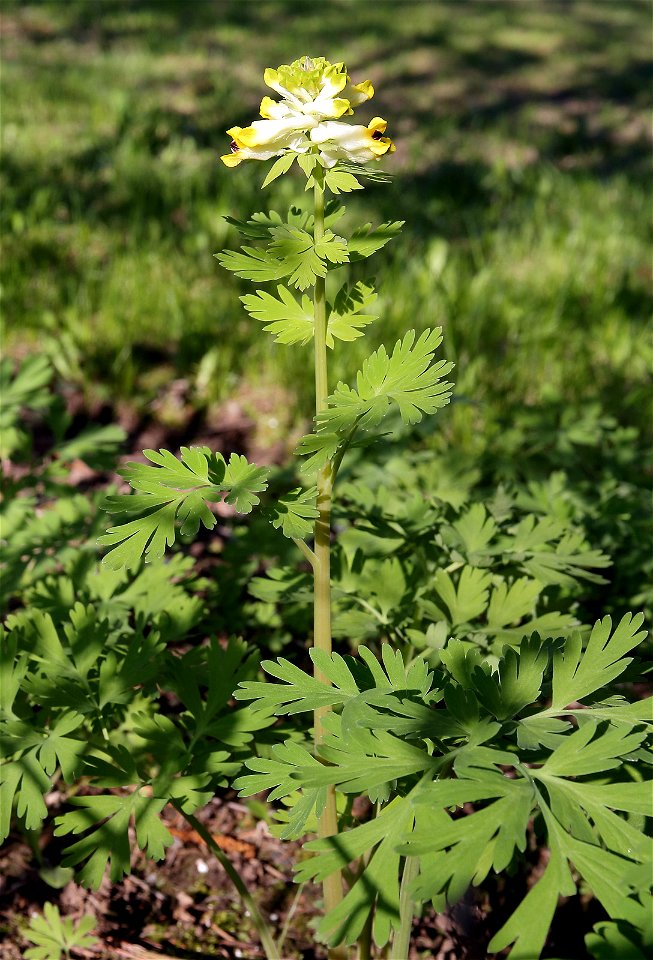 Corydalis nobilis Oulu, Finland 2014-05-28