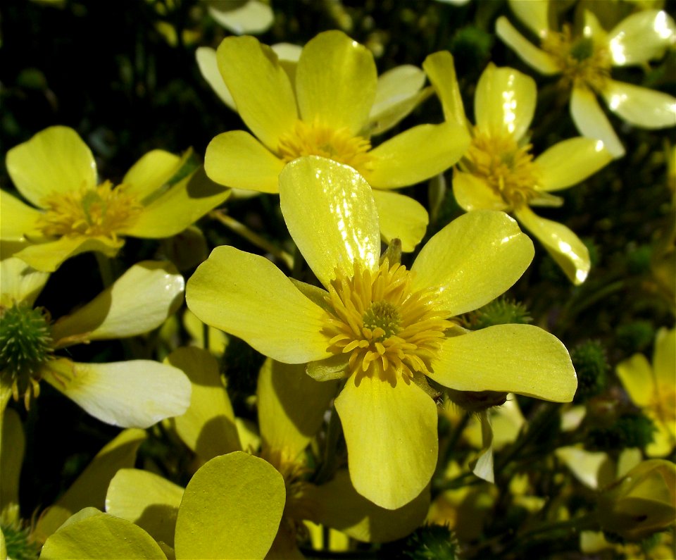 Ranunculus cortusifolius in the UC Botanical Garden, Berkeley, California, USA. Identified by sign.