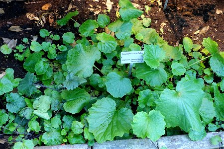 Botanical specimen in the Bergianska trädgården - Stockholm, Sweden. photo