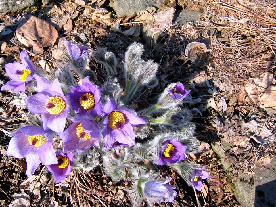 Pulsatilla halleri (icelandic: Heiðabjalla) in spring in the botanical garden of Reykjavik, Iceland, photo by Salvor Gissurardottir.