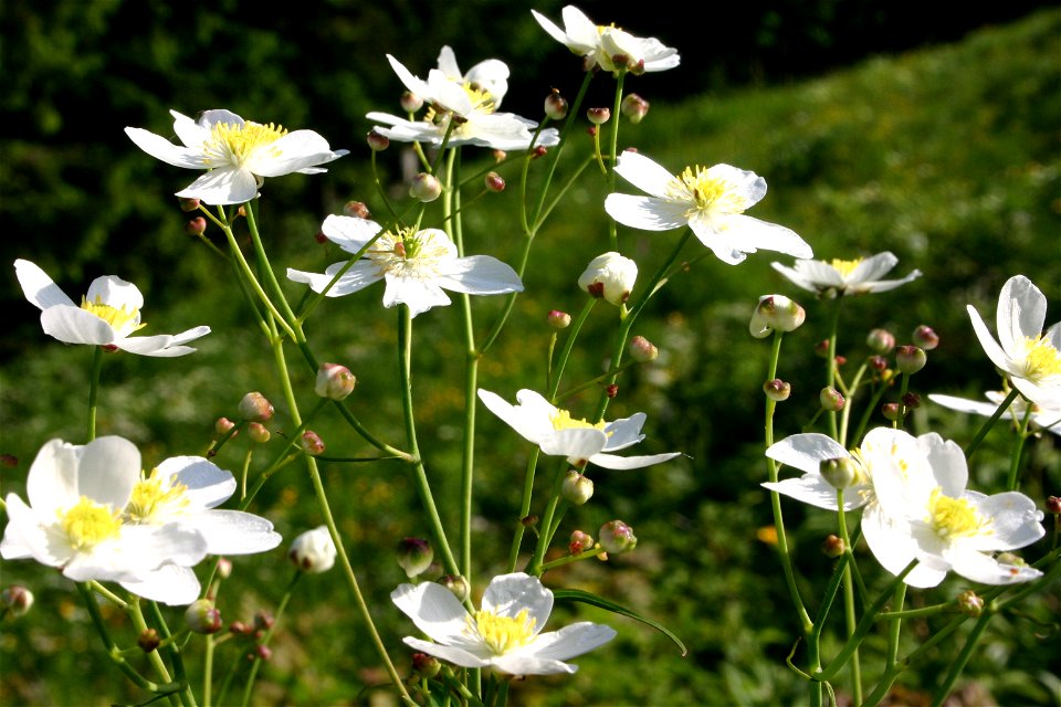 Platanen-Hahnenfuß (Ranunculus platanifolius)
Aufnahmeort: Königsberg bei Hollenstein an der Ybbs, Niederösterreich, Austria