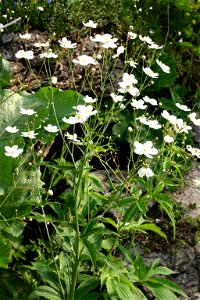 Platanen-Hahnenfuß (Ranunculus platanifolius) Aufnahmeort: Präbichl bei Eisenerz, Steiermark, Austria photo