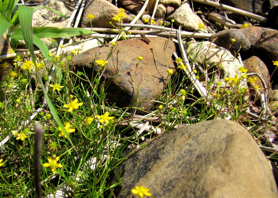 Ranunculus reptans. Chippewa County, MI, USA