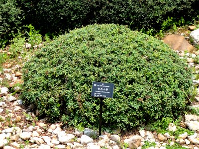 Plant specimen in the Kunming Botanical Garden, Kunming, Yunnan, China.