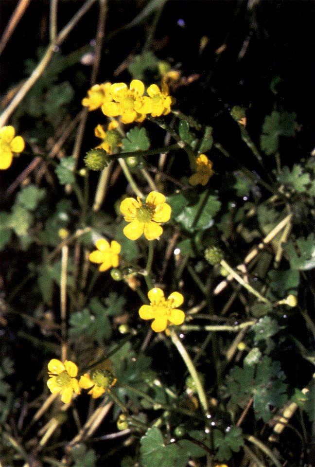 Ranunculus gmelinii photograph from:  Western wetland flora: Field office guide to plant species. West Region, Sacramento. USDA-NRCS PLANTS Database.