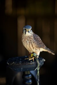 Perched nature wild