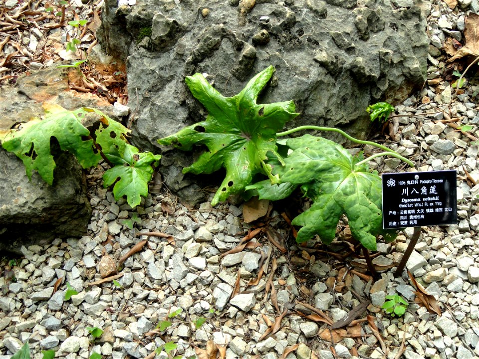 Plant specimen in the Kunming Botanical Garden, Kunming, Yunnan, China.