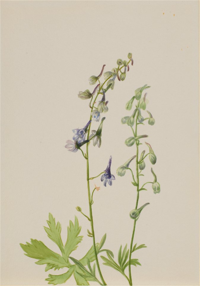 Delphinium (Delphinium scopulorum)