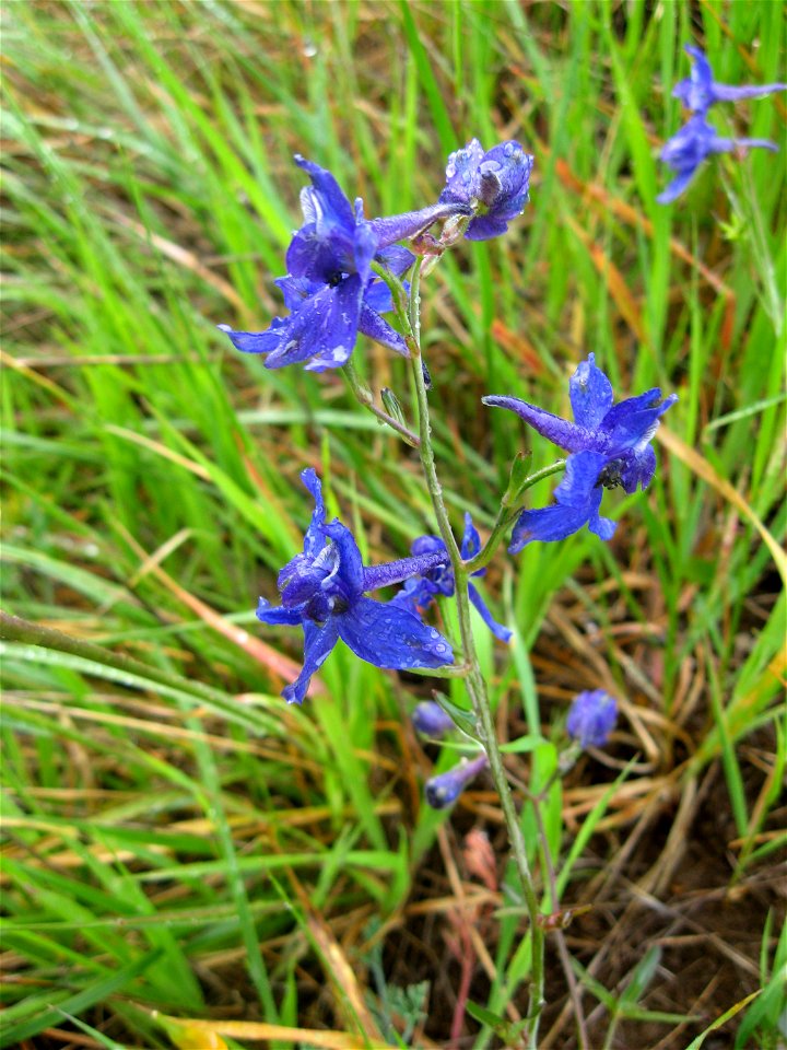 Delphinium patens, Bolinas Ridge, Mount Tamalpias State Park, Marin County, California.