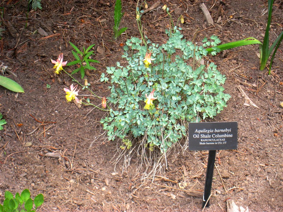 Aquilegia barnebyi, specimen in the Betty Ford Alpine Gardens, Vail, Colorado, USA.