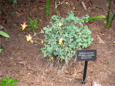 Aquilegia barnebyi, specimen in the Betty Ford Alpine Gardens, Vail, Colorado, USA. photo