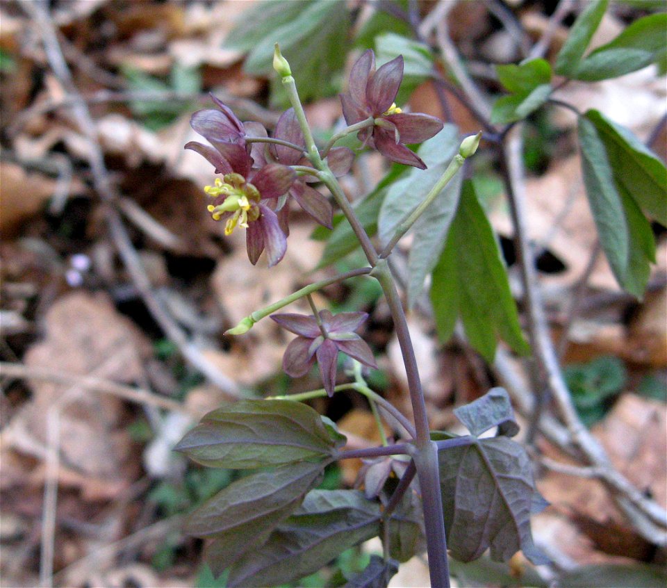 Caulophyllum giganteum. Bat Cave and Cascade Caverns State Nature Preserves, Carter County, Kentucky.