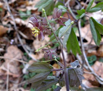 Caulophyllum giganteum. Bat Cave and Cascade Caverns State Nature Preserves, Carter County, Kentucky.