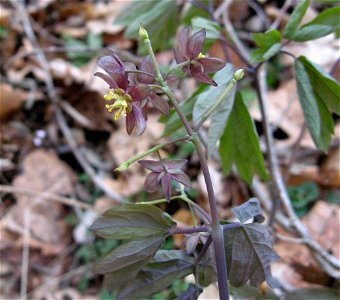 Caulophyllum giganteum. Bat Cave and Cascade Caverns State Nature Preserves, Carter County, Kentucky. photo