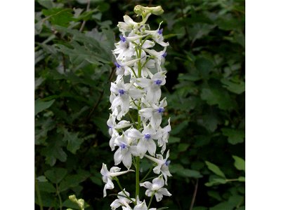 Image title: Pale larkspur, (Delphinium leucophaeum)
Image from Public domain images website, http://www.public-domain-image.com/full-image/flora-plants-public-domain-images-pictures/flowers-public-do