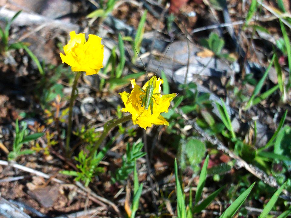 Ranunculus gramineus flowers food for insects, Dehesa Boyal de Puertollano, Spain