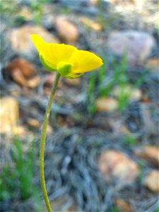 Ranunculus gramineus flowers close up, Dehesa Boyal de Puertollano, Spain