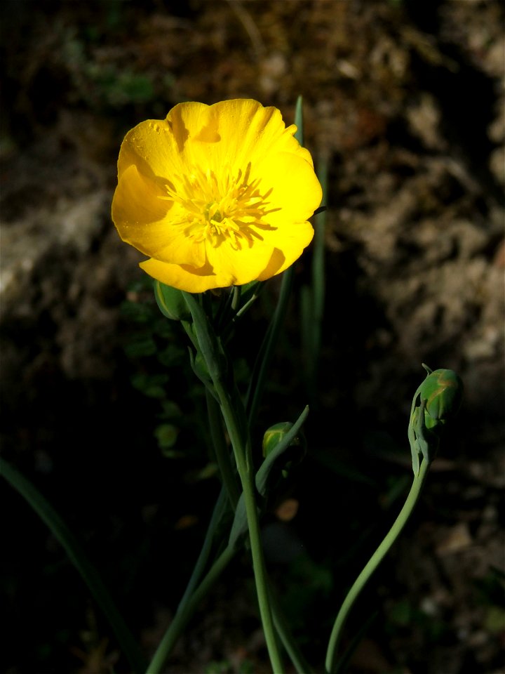 Ranunculus gramineus var. phoenicifolius flower. MTA Botanic Garden Vácrátót, Hungary.