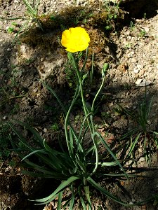 Ranunculus gramineus var. phoenicifolius. MTA Botanic Garden Vácrátót, Hungary. photo