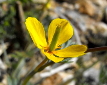 Eschscholzia minutiflora in Anza Borrego Desert State Park, California, USA.