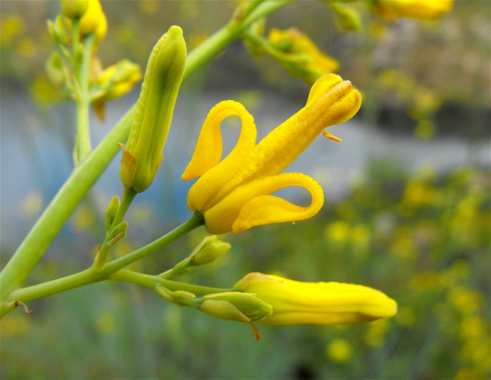 Ehrendorferia chrysantha (syn. Dicentra chrysantha) — Golden Eardrops. At Lake Poway, in San Diego County, NW Peninsular Ranges, Southern California.