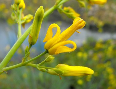 Ehrendorferia chrysantha (syn. Dicentra chrysantha) — Golden Eardrops. At Lake Poway, in San Diego County, NW Peninsular Ranges, Southern California. photo