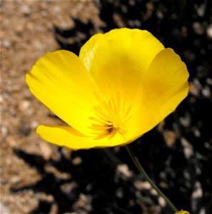 — Parish's poppy. In Anza-Borrego Desert State Park, Colorado Desert, Southern California. Pretty sure it is. photo