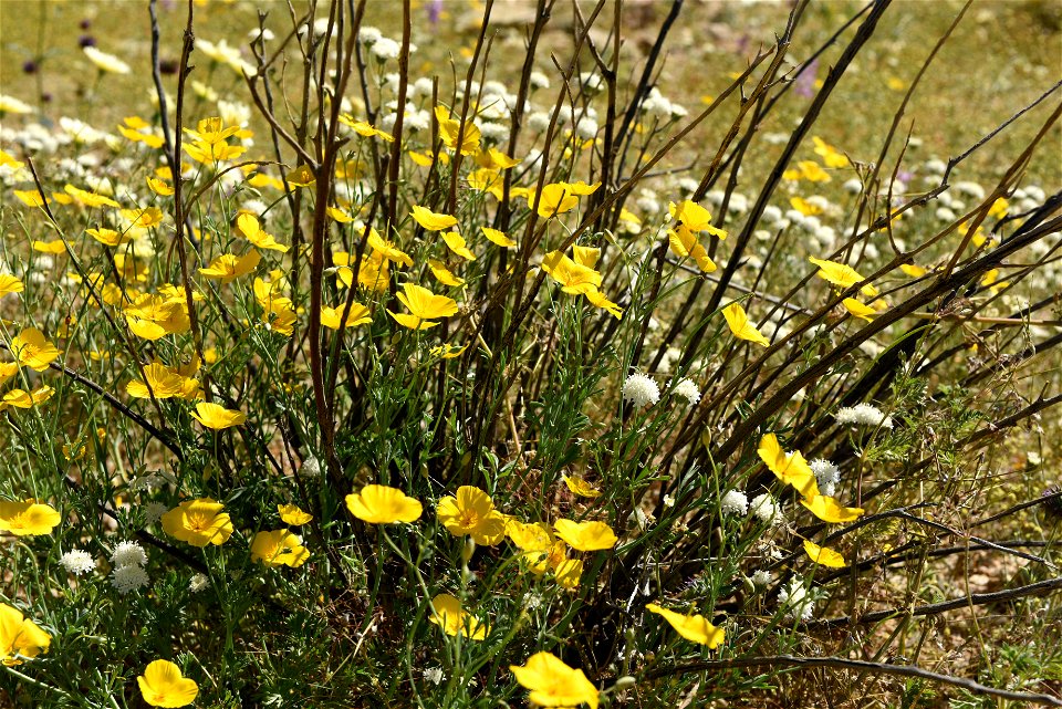 NPS/Hannah Schwalbe