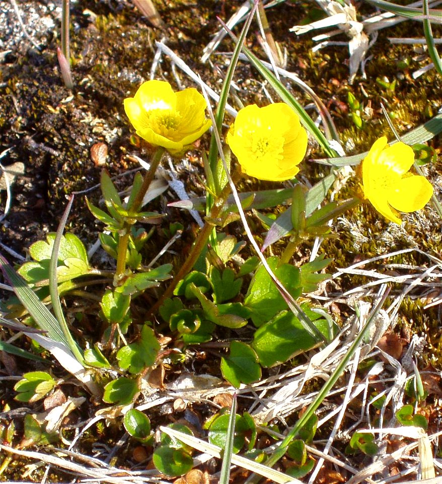 sulphur-colored buttercup, Longyearbyen, Svalbard