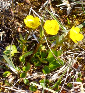 sulphur-colored buttercup, Longyearbyen, Svalbard photo