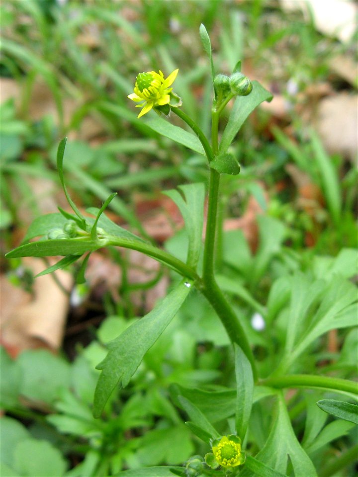 Ranunculus micranthus, wooded ravine on the campus of Eastern Kentucky University, Madison County, Kentucky.