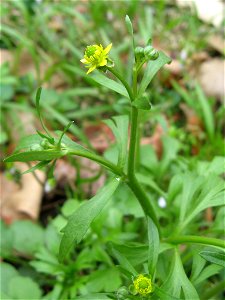 Ranunculus micranthus, wooded ravine on the campus of Eastern Kentucky University, Madison County, Kentucky.