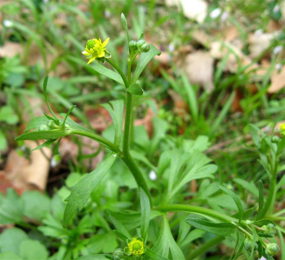 Ranunculus micranthus, wooded ravine on the campus of Eastern Kentucky University, Madison County, Kentucky.