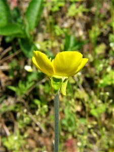 Ranunculus illyricus photo