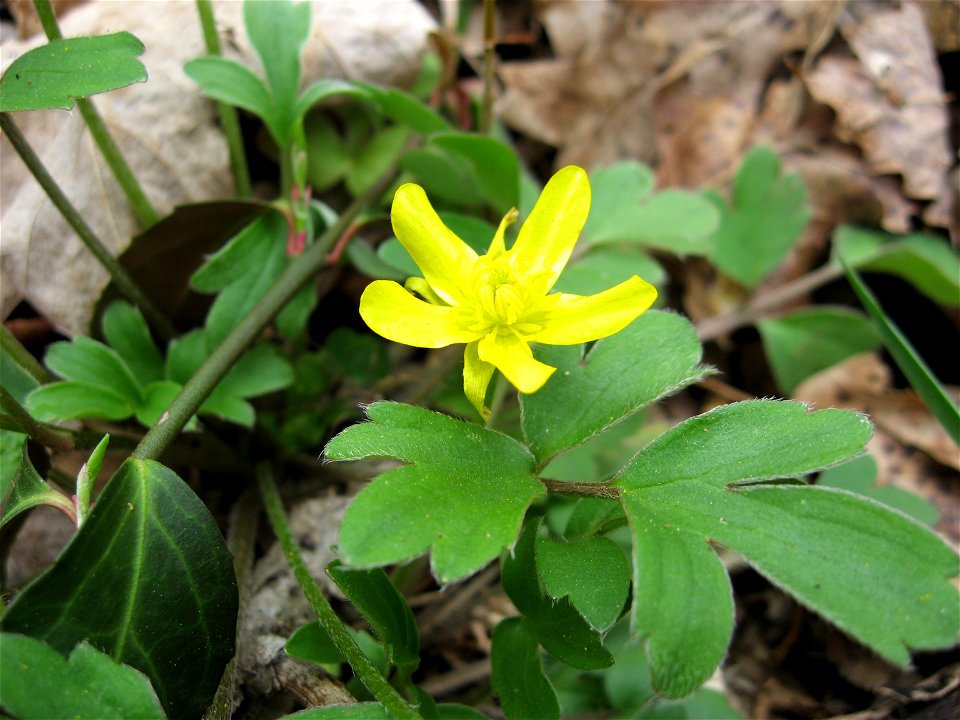 Ranunculus fascicularis, growing on limestone bluffs of Hickman Creek below Scott's Grove Church, Jessamine County, Kentucky.