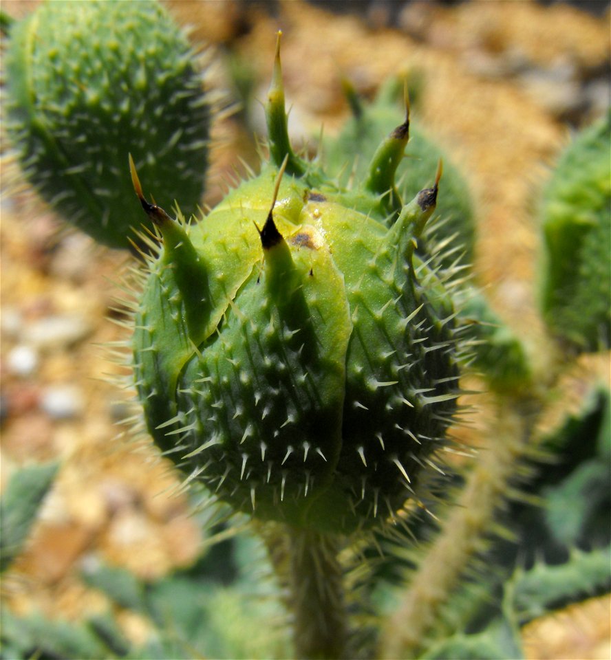 Bud of Argemone corymbosa at the San Diego Botanic Garden in Encinitas, California, USA. Identified by sign.