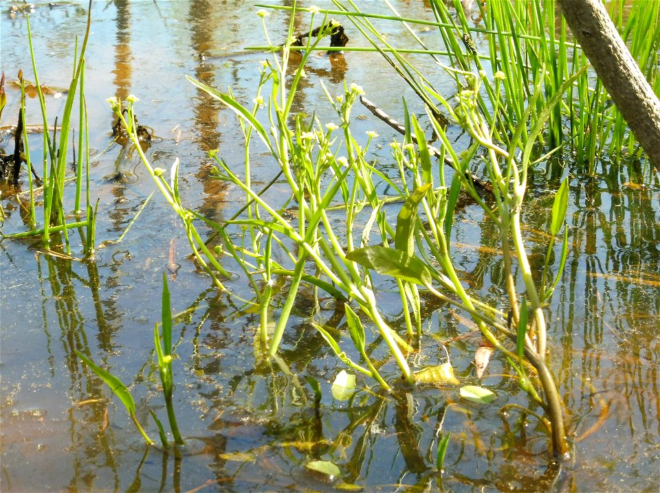 Ranunculus pusillus, growing in a shallow sunny pond in the eastern Highland Rim of Tennessee.