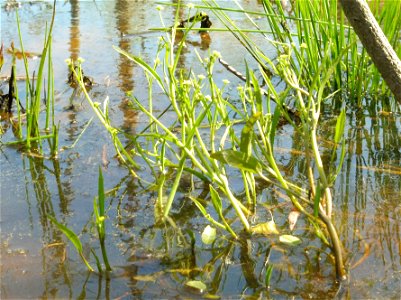 Ranunculus pusillus, growing in a shallow sunny pond in the eastern Highland Rim of Tennessee.