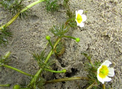 Ranunculus kauffmannii