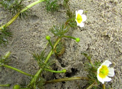 Ranunculus kauffmannii photo