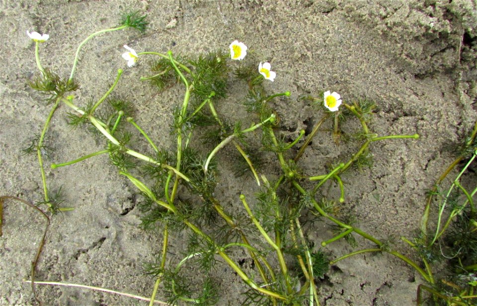 Ranunculus kauffmannii